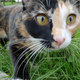 Illustration for article titled How Tortoiseshell Cats Show the Limits of Cloning